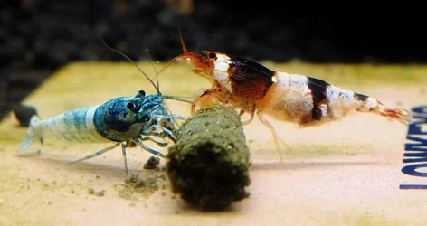 $shrimp.webp