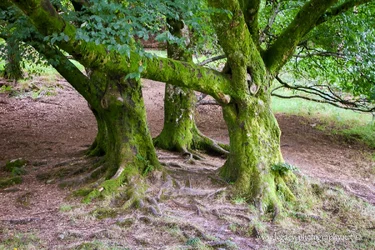 $3 tree trunks in the glendalough Forest.webp $3 tree trunks in the glendalough Forest.webp