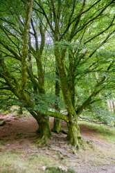 $3 trees in the glendalough Forest.jpg