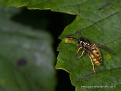 $Bee on a leaf in Ireland - 2.jpg