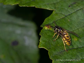 $Bee on a leaf in Ireland - 2.webp $Bee on a leaf in Ireland - 2.webp