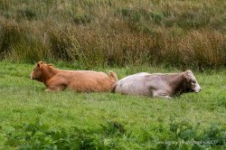 $Cows resting in an Irish field.jpg