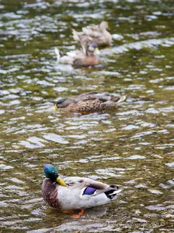 $Ducks in a row.webp
