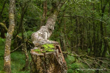 $Tree trunk with moss in the Glendalough Forest - Landscape.webp