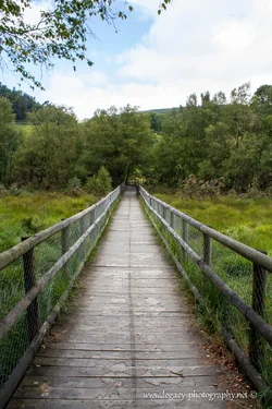 $Wooden pathway into the trees - Glendalough.webp