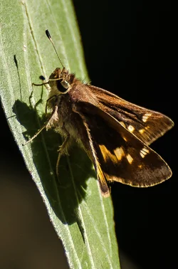 $Moth.1.webp