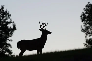$bigbuck.webp