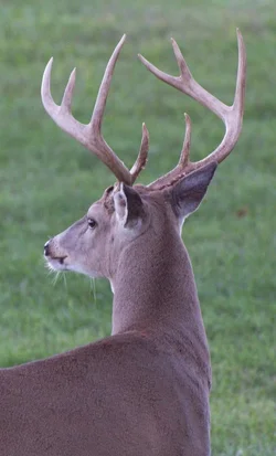 $bigbuck2.webp
