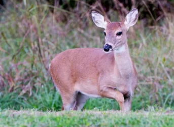 $fawn.webp