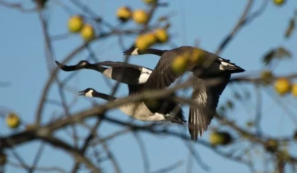 $geese.webp