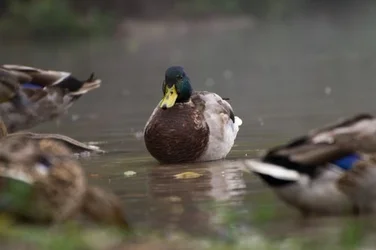 $mallard.webp