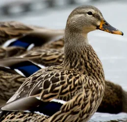 $mallardhen.webp