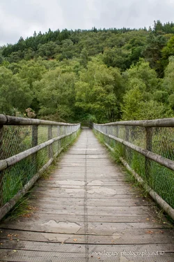 $Wooden pathway into the trees - Glendalough - lower angle.webp