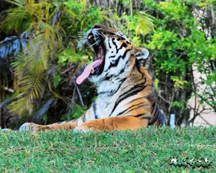 $MiamiZoo_005.webp