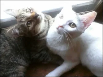 $Zelda and Mrs Parker on windowsill.webp