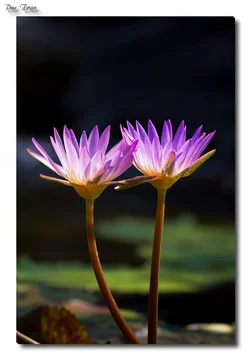 $Mercer-Garden13_219.webp