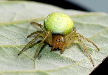 $thumb-1334139651996-spider2.webp