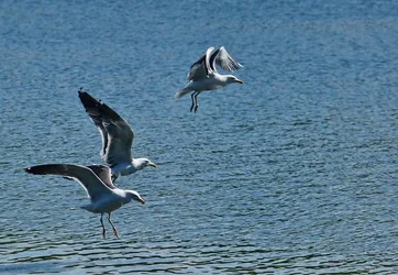 $thumb-1369507157920-dsc08313.webp