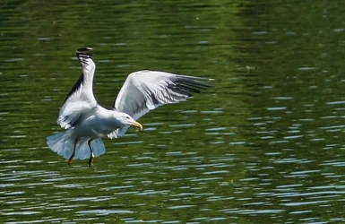 $thumb-1369507157383-dsc08248.webp
