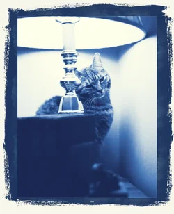 $Cyanotype Mrs Parker.webp $Cyanotype Mrs Parker.webp