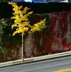 $A Tree.webp