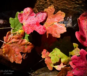 $fall leaves low(1 of 1).webp $fall leaves low(1 of 1).webp