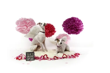 $Chance_And_Fiona_Valentine.webp $Chance_And_Fiona_Valentine.webp