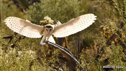 $Barn+Owl+Wings+DSC_0004+-+2.JPG