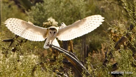 $Barn+Owl+Wings+DSC_0004+-+2.webp