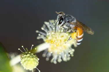 $Bee 1 small.webp