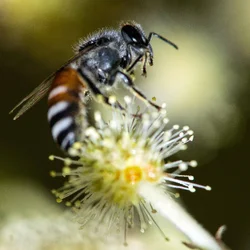 $Bee 2 small.webp