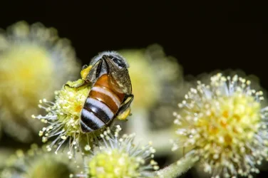 $Bee 3 (pollen).webp