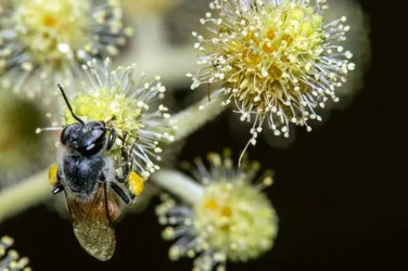 $Bee 4.webp