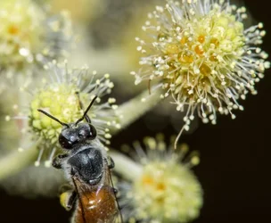 $Bee 6.webp
