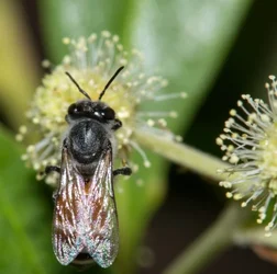 $Bee 7.webp