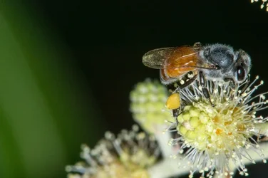 $Bee 9.webp