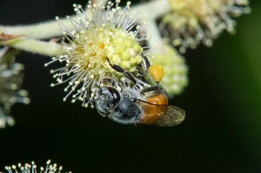 $Bee 11.webp