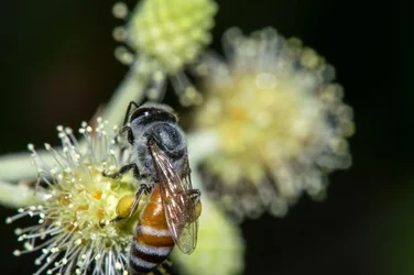 $Bee 12.webp