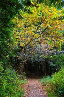$2013+Oct+27+Purisima+Creek+Redwoods+DSC_0851.webp