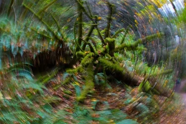 $2013+Oct+27+Purisima+Creek+Redwoods+Circle+DSC_0847.webp