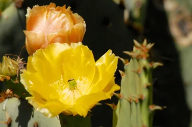 $succulent-a 001.webp