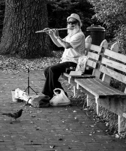 $Playing for the birds.webp