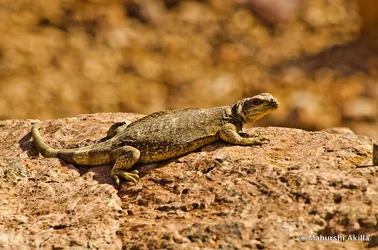$Chuckwalla+DSC_0515+-+1e.webp