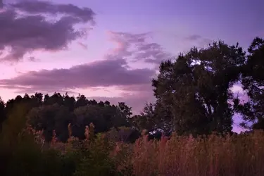 $purpleSkies.webp
