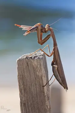 $Mantis religiosa 3 resized.webp