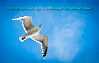 $_D3X1221_Card_Sharon Get Well_2.webp $_D3X1221_Card_Sharon Get Well_2.webp