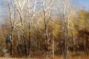 $moving woods_7079.webp $moving woods_7079.webp