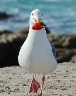 $2013 Nov 2 Monterey Bird Strawberry DSC_0899 - 1 Vertical Comp.webp