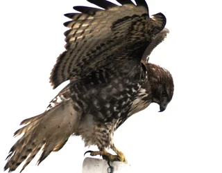 $Hawk Take Off.webp $Hawk Take Off.webp