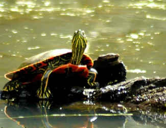 $Soakin Up Sun Turtle.webp
